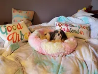 Lilly 8.5 lbs, a female Shih Tzu for sale in Anna, IL – Photo 2 of 4