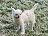 Kilo, a female French Bulldog and Shih Tzu for sale in Anna, IL – Photo 2 of 3