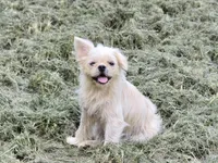 Kilo, a female French Bulldog and Shih Tzu for sale in Anna, IL – Photo 1 of 3