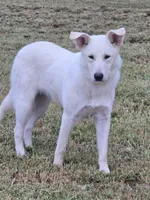 Snow, a female German Shepherd Dog and Great Pyrenees for sale in Anna, IL – 1 of 4