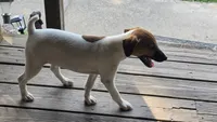 Jack, a male Jack Russell Terrier for sale in Anna, IL – 4 of 6
