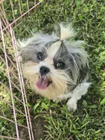 Imperial boy, a male Shih Tzu for sale in Anna, IL – 2 of 5