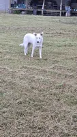 Snow, a female German Shepherd Dog and Great Pyrenees for sale in Anna, IL – 4 of 4