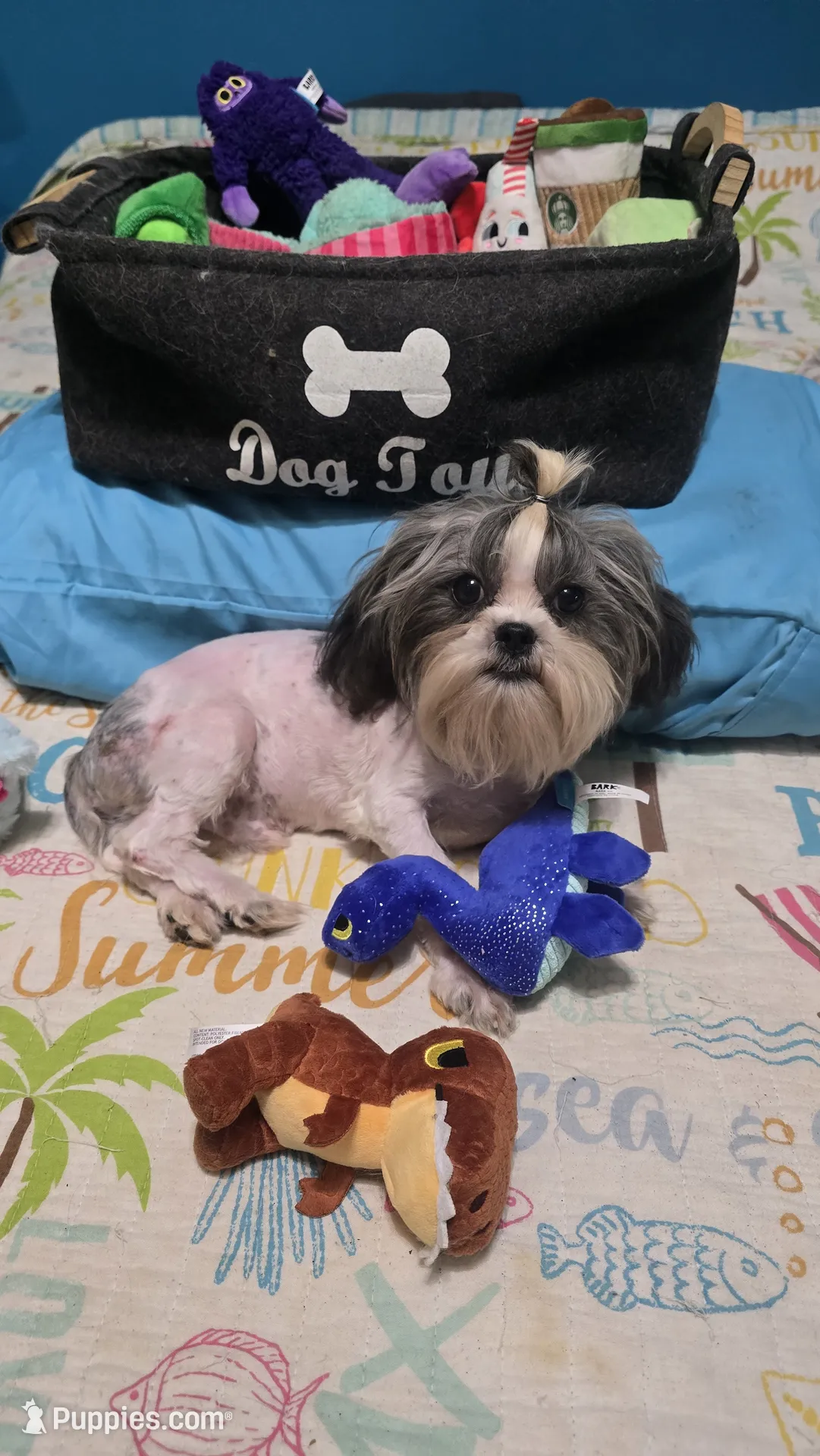 Puppyページです。 Imperial boy – Shih Tzu Puppy for Sale in Anna, IL | Puppies.com