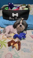 Imperial boy, a male Shih Tzu for sale in Anna, IL – 1 of 5