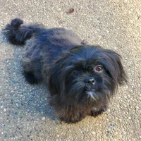 Imperial Coal, a male Shih Tzu for sale in Anna, IL – Photo 1 of 2