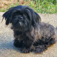 Imperial Coal, a male Shih Tzu for sale in Anna, IL – Photo 2 of 2