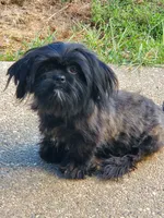 Imperial Coal, a male Shih Tzu for sale in Anna, IL – Photo 2 of 2