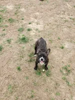 Luna, a female French Bulldog for sale in Anna, IL – Photo 4 of 4