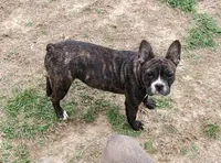 Luna, a female French Bulldog for sale in Anna, IL – Photo 1 of 4