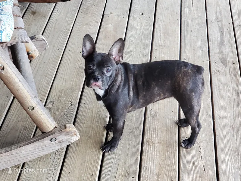 Brindle 2, a female French Bulldog for sale in Anna, IL – Photo 1 of 8