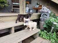 Brindle 2, a female French Bulldog for sale in Anna, IL – Photo 6 of 8