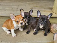 Brindle 2, a female French Bulldog for sale in Anna, IL – Photo 5 of 8