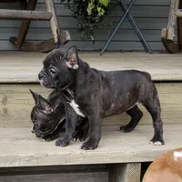 Brindle 2, a female French Bulldog for sale in Anna, IL – Photo 2 of 8