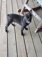 Brindle 2, a female French Bulldog for sale in Anna, IL – Photo 8 of 8