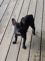 Brindle 2, a female French Bulldog for sale in Anna, IL – Photo 7 of 8