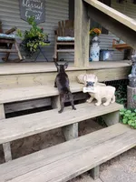 Brindle 2, a female French Bulldog for sale in Anna, IL – Photo 3 of 8