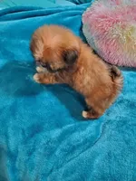 Tiny girl, a female Shih Tzu for sale in Anna, IL – Photo 4 of 4
