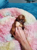 Tiny girl, a female Shih Tzu for sale in Anna, IL – Photo 2 of 4