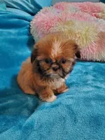 Tiny girl, a female Shih Tzu for sale in Anna, IL – Photo 1 of 4