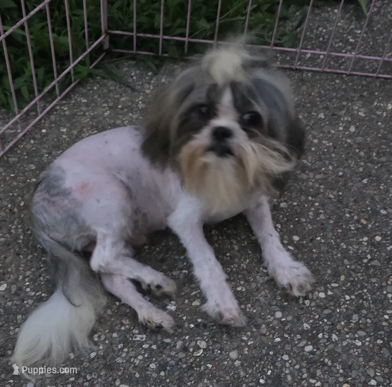 Imperial boy – Shih Tzu puppy for sale in Anna, IL