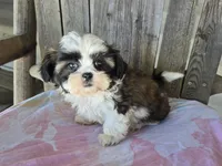 Imperial girl 2, a female Shih Tzu for sale in Anna, IL – Photo 1 of 3