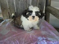 Imperial girl 2, a female Shih Tzu for sale in Anna, IL – Photo 2 of 3