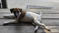 Jack, a male Jack Russell Terrier for sale in Anna, IL – 6 of 6