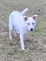 Snow, a female German Shepherd Dog and Great Pyrenees for sale in Anna, IL – 2 of 4