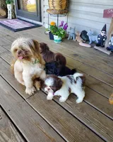 Chanel, a female Shih Tzu for sale in Anna, IL – Photo 4 of 6