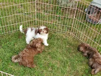 Chanel, a female Shih Tzu for sale in Anna, IL – Photo 5 of 6