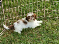 Chanel, a female Shih Tzu for sale in Anna, IL – Photo 1 of 6