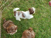 Chanel, a female Shih Tzu for sale in Anna, IL – Photo 6 of 6
