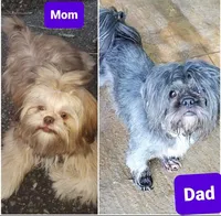 Chanel, a female Shih Tzu for sale in Anna, IL – Photo 3 of 6