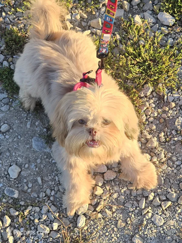 Lavender Gucci – Shih Tzu puppy for sale in Anna, IL