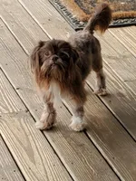 Ripley, a male Shih Tzu for sale in Anna, IL – Photo 3 of 3