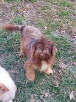 Ripley, a male Shih Tzu for sale in Anna, IL – Photo 1 of 3