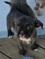 Nugget, a male Shih Tzu and Miniature Dachshund for sale in Anna, IL – Photo 2 of 2
