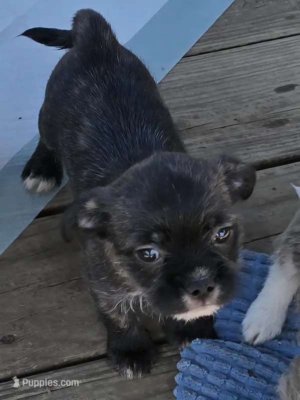 Nugget – Shih Tzu, Miniature Dachshund puppy for sale in Anna, IL