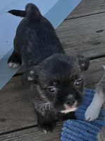 Nugget, a male Shih Tzu and Miniature Dachshund for sale in Anna, IL – Photo 1 of 2