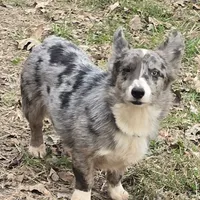 Merle, a female Pembroke Welsh Corgi for sale in Anna, IL – Photo 2 of 3