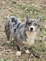 Merle, a female Pembroke Welsh Corgi for sale in Anna, IL – Photo 2 of 3