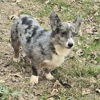 Merle, a female Pembroke Welsh Corgi for sale in Anna, IL – Photo 3 of 3