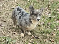 Merle, a female Pembroke Welsh Corgi for sale in Anna, IL – Photo 3 of 3