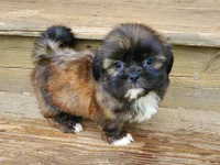 Brindle boy, a male Shih Tzu for sale in Anna, IL – Photo 1 of 5