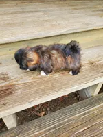 Brindle boy, a male Shih Tzu for sale in Anna, IL – Photo 3 of 5