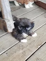 Brindle boy, a male Shih Tzu for sale in Anna, IL – Photo 2 of 5