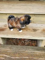 Brindle boy, a male Shih Tzu for sale in Anna, IL – Photo 4 of 5