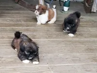 Brindle boy, a male Shih Tzu for sale in Anna, IL – Photo 5 of 5