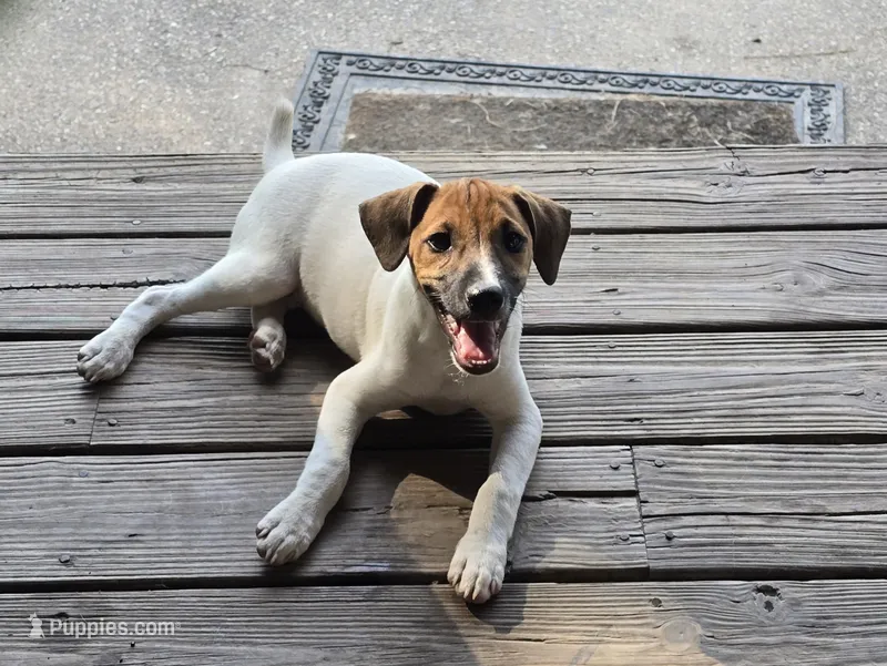 Jack – Jack Russell Terrier puppy for sale in Anna, IL